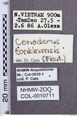 Etikette zu Monocrepidius tonkinensis (NHMW-ZOO-COL-0010711)